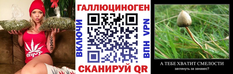 Галлюциногенные грибы Psilocybe  Шиханы 